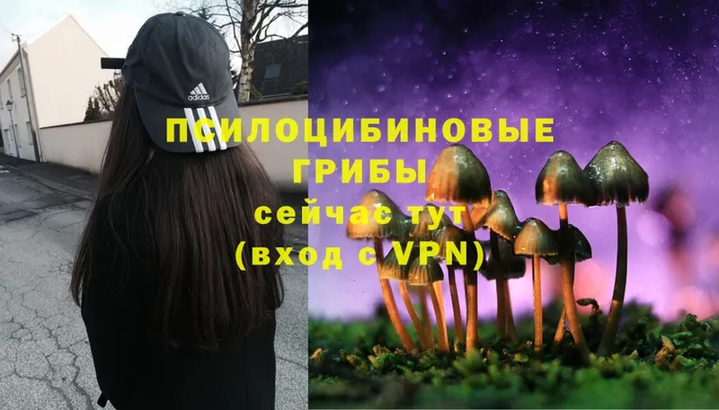 Галлюциногенные грибы MAGIC MUSHROOMS Дедовск